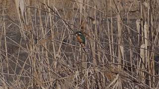 【野鳥】手持ち800㎜でカワセミを撮影