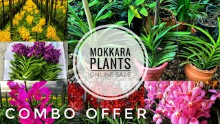 Mokkara Plant Online Sale || കോംബോ ഓഫർ  ||  Plant Partner