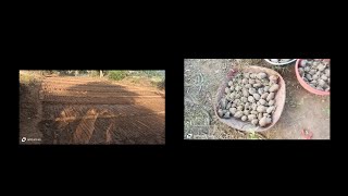 ଆମର ଆଳୁ ଚାଷ#potato #farming #Village Life style