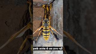 आतंक शुरू हो चुका है 🫥 #wasp #hornet #bee #shorts