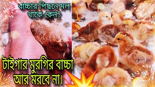 টাইগার মুরগির বাচ্চা আর মরবে না 💥 / বাচ্চার পিছনে মাল লেগে থাকে কেন? এই রোগের চিকিৎসা কী…?