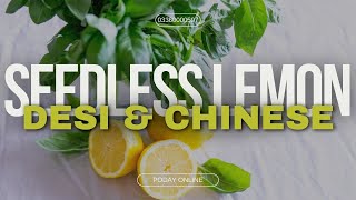 The Differences Between Seedless, Desi, and Chinese Lemon Trees