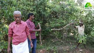 കേരളത്തിന്റെ സ്വന്തം കറുവപ്പട്ട തോട്ടം I Cinnamon Farming And Harvesting  Kerala, Manjeri