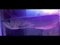 arowana attacking ഫിഷ്_ഇത്രയ്ക്കു_ഡെയ്‌ഞ്ചർ ആണോ. akhivlogz aquariumfish breeding kerala