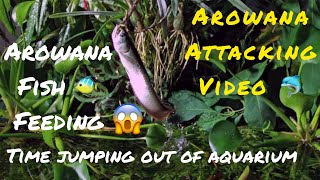 #Arowana | #attacking  #ഫിഷ്_ഇത്രയ്ക്കു_ഡെയ്‌ഞ്ചർ ആണോ.? #Akhivlogz #aquariumfish #breeding #kerala