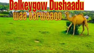 DaLKeYGoW DuSHaaDu Waa BaRWaaQo 🇸🇴🇸🇴🇸🇴