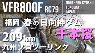 【ソロツーリング】40代最後の日ツーリング｜満開の日向神ダム千本桜｜25年振りのバイクと過ごす春｜VFR800F｜九州・福岡