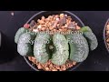 haworthia truncata collection how to grow these succulents and haworthia varieties.