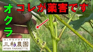 オクラに「薬害」が出てしましました。農薬散布には十分注意しましょう・・。（2024.7.29）