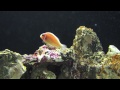 ハナビラクマノミ　pink anemonefish　amphiprion perideraion