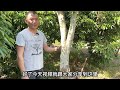 【老林赶野】很多網友不懂白木香是怎樣才能造香，老林今天實操一次給大家看看