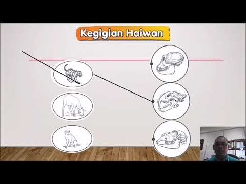 SAINS TAHUN 3 KEGIGIAN HAIWAN - YouTube