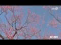 偕楽園 梅の開花状況［4k］2015年3月第2週