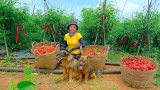 Full Video: Harvesting Red Chili Peppers Goes to Market Sell - Harvest, Farm, Cooking | Tieu Lien