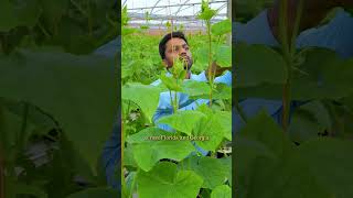 Indian Farmer in USA 🇺🇸 | Vallem Vari Farms #usa