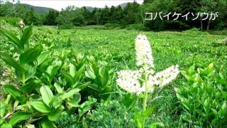 栂平園地と銚子ヶ滝