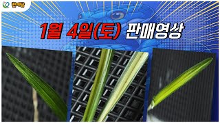 [판매마감] 1월4일(토) 판매영상(2일간 판매진행)