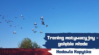 Trening motywacyjny - gołębie młode w Hodowli Kopytko