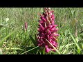 dune early marsh orchid dactylorhiza incarnata subsp. coccinea 2013 06 03