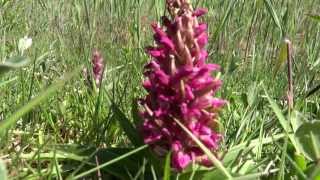 Dune early marsh orchid  (Dactylorhiza incarnata subsp. coccinea) - 2013-06-03