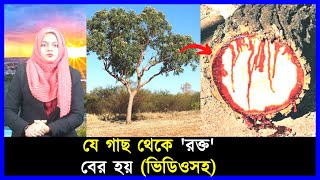 যে গাছ থেকে 'রক্ত' বের হয় ভিডিও | The video from which the 'blood' comes | মজার খবর | Mojar khobor