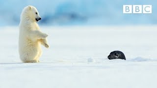 Polar bear cub is surprised by a seal - Snow Bears: Preview - BBC One