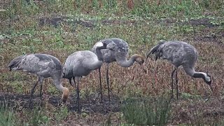 ESPECTACULARES GRULLAS - Parque Nacional de las Tablas de Daimiel, Ciudad Real, España