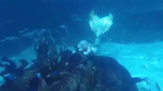 Blue Mermaid Designs Videos Mermaids Are Real At Blue Mermaid Designs