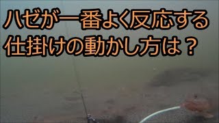 【ハゼの視覚】ハゼが一番よく反応する仕掛けの動かし方は？