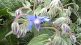 Growing Borage for the Flowers and the Greens... its all edible