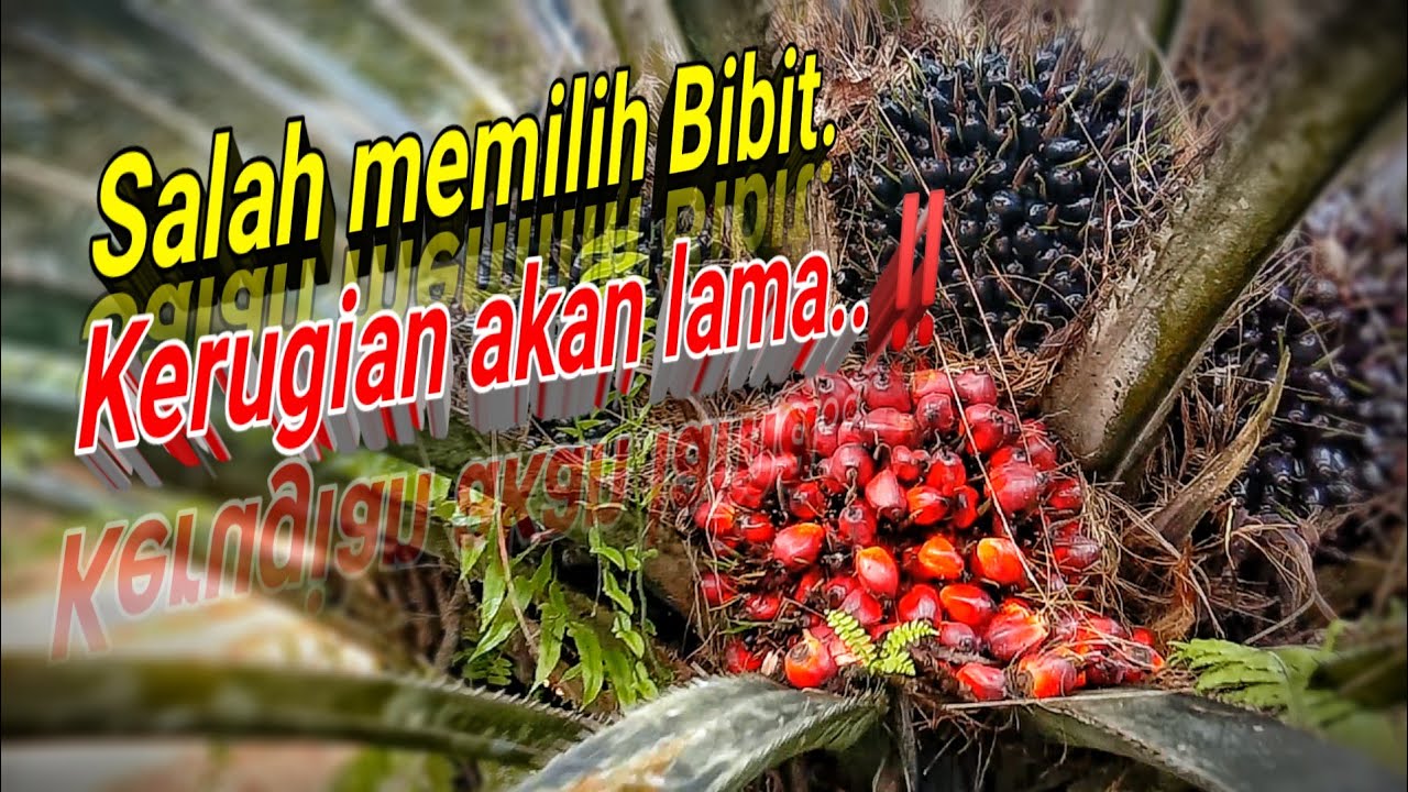 Penyebab Rendahnya ||Produktivitas Sawit Petani#damimas - YouTube