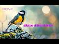 A Horizon of Gentle Silence---Peaceful Nature Sounds / Ambient Meditation / Subscribe for More