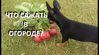 Что сажать в огороде ?  План посадок ! Обзор семян !