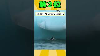 可愛すぎるペンギン映像見て癒されたら寝ろｗｗｗ #2ch動物スレ #2ch #shorts #動物