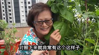 自然舒食魚菜共生-舊學生新學習