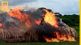 La MAYOR QUEMA de MARFIL hasta la época. Hasta 105 Toneladas | National Geographic en Español