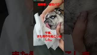 パグ脳炎・けいれん発作を起こしました。 #認知症犬 #pug #shorts