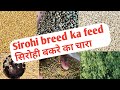 सिरोही का चारा (sirohi ka feed )