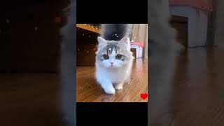 Funny Cat Reactions | #shorts | Amazing Pets