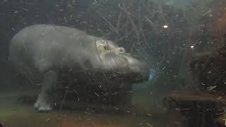 水中を泳ぐカバ母娘　Hippo mom and daughter swimming underwater 20221201