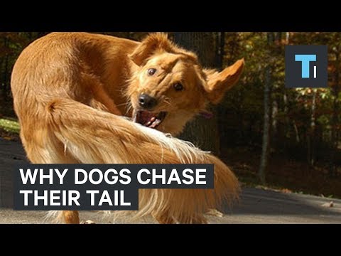 What It Could Mean When Your Dog Chases Its Tail What It Could Mean When Your Dog Chases Its Tail