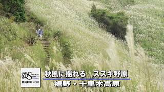 ＜動画deしずおか＋＞ 秋風に揺れる　ススキ野原　裾野