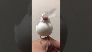 抜けた自分の羽を咥えて延々と遊び続ける白餅文鳥 #Shorts