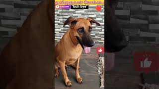 தனிஒருவன் கோம்பை🦮|facts kombai dog in tamil #kombai#kombai dog#shortsfeed #trending #dog#shorts