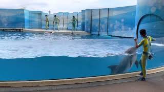 今夜はルイナイト　イルカショー　イルカナイト　えのすい　20210614 新江ノ島水族館　ルイナイトだけどオマケはビーナジャンプ