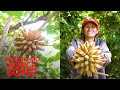 PUNONG KAHOY SA CEBU, NAMUNGA NG SAGING?!| Kapuso Mo, Jessica Soho