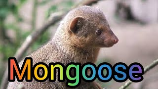 नेवले की रोचक जानकारी mongoose video