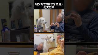 祖父母でしっかり対応が違う超大型犬　#greatpyrenees #グレートピレニーズ #大型犬