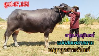 Ep.18 แม่ผสมเพชรสยาม,แม่ลูกลูกสาวเจ้าไมค์ สูง147,151 สนใจ☎️092-6328458,062-9461432