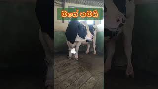 අම්මෝ 😲😲 ලොකු | මොනවාද කන්නේ🐂🐂